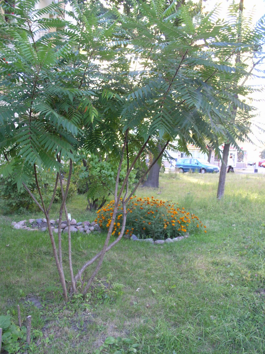 2,5 letni Sumak zasadzony w 