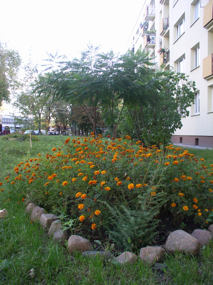 Skalniak Pani Ani ,Basi i 